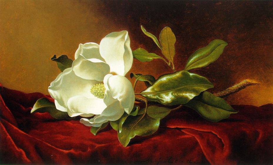 Martin Johnson Heade A Magnolia on Red Velvet